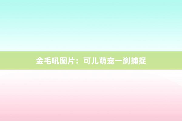 金毛吼图片：可儿萌宠一刹捕捉